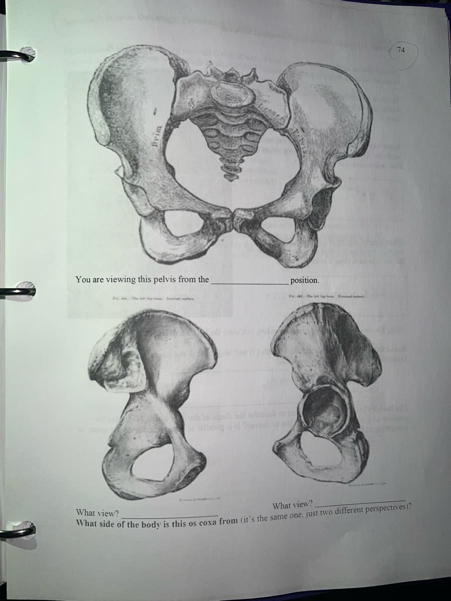 You are viewing this pelvis from the
position.
What view?
odi to
74
What view?
What side of the body is this os coxa from (it's the same one, just two different perspectives)?