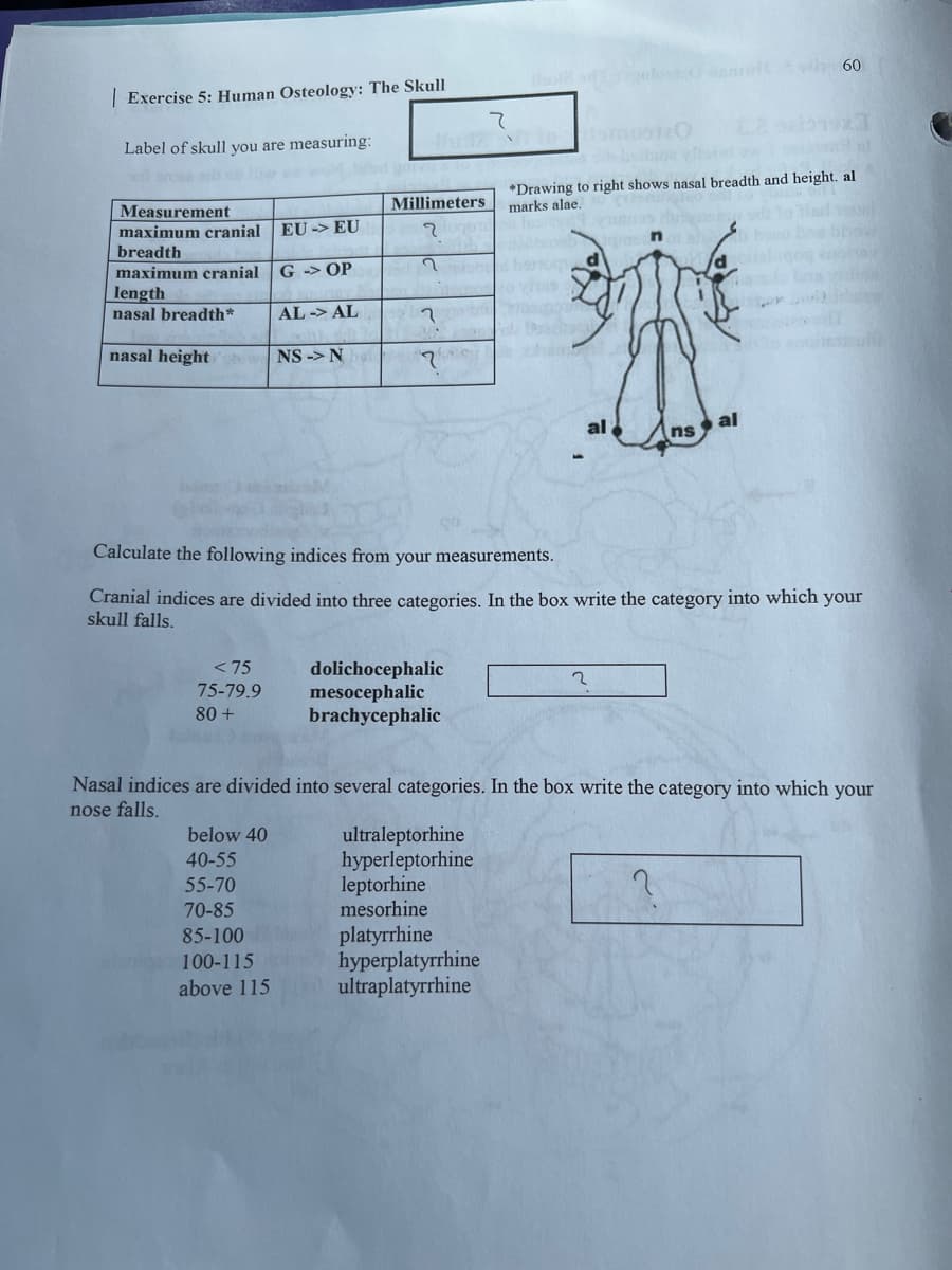 | Exercise 5: Human Osteology: The Skull
Label of skull you are measuring:
Measurement
Millimeters
maximum cranial EU-> EU
૧
breadth
maximum cranial
G -> OP
2
length
nasal breadth*
AL - AL
า
nasal height
NS -> N
?
て
60
20
*Drawing to right shows nasal breadth and height. al
marks alae.
al
al
ns
Calculate the following indices from your measurements.
Cranial indices are divided into three categories. In the box write the category into which your
skull falls.
<75
75-79.9
80+
dolichocephalic
mesocephalic
brachycephalic
2
Nasal indices are divided into several categories. In the box write the category into which your
nose falls.
ultraleptorhine
below 40
40-55
hyperleptorhine
55-70
leptorhine
70-85
mesorhine
85-100
100-115
above 115
platyrrhine
hyperplatyrrhine
ultraplatyrrhine