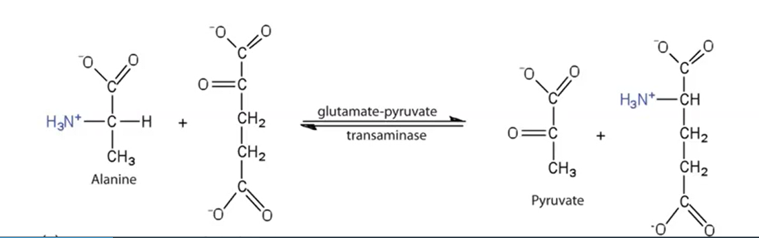 0=C
HạN*-CH
H3N*-Ć-H
CH2
glutamate-pyruvate
+
transaminase
0=C
CH2
ČH3
CH2
CH3
CH2
Alanine
Pyruvate
