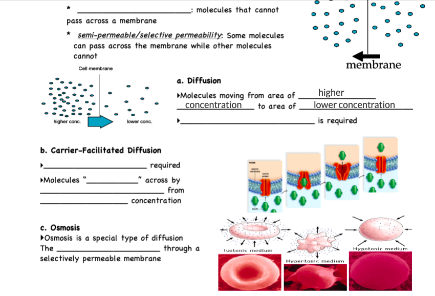 pass across a membrane
* semi-permeable/selective permeability: Some molecules
can pass across the membrane while other molecules
cannot
Cell membrane
higher conc.
lower conc.
b. Carrier-Facilitated Diffusion
▶Molecules "
a. Diffusion
▸Molecules moving from area of
concentration to area of
required
across by
from
_: molecules that cannot
concentration
c. Osmosis
▸Osmosis is a special type of diffusion
The
selectively permeable membrane
through a
Isotonic medium
membrane
higher
lower concentration
is required
Hypertonic medium
Hypotonic medium.