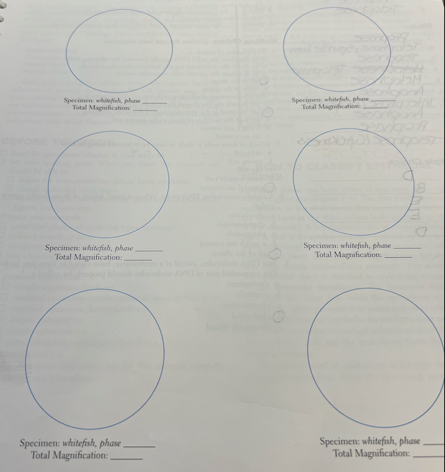 PODT
Specimen: whitefish, phase
Total Magnification: .
Specimen: whitefish, phase
Total Magnification:
Specimen: whitefish, phase
Total Magnification: .
Specimen: whitefish, phase
Total Magnification:
Specimen: whitefish, phase,
Total Magnification:.
Specimen: whitefish, phase.
Total Magnification:.