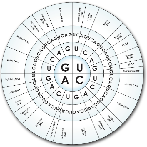 Alanine (ALA)
Voline (VAL)
Arginine (ARG)
E
Serine (SER)
Lysine
MOSÁS
Aspartic Acid
(ASP)
(LYS)
Glutamic Acid
(GLU)
Asparagine
(ASN)
GUCAGUCAGUCAGUCAGUCAG
AGUCAGUCAGUC
Threonine
(THR)
כ
Glycine (GLY)
Methionine (MET)
C
Phenylalanine
(PHE)
Isoleucine
GU
GUG
UC
(311)
Leucine
(LEU)
UCAGUCAGU
UGA
(ARG)
Arginine
CQ
C
(GLN)
Glutamine
Serine
(SER)
CADUCAGUCAUCAS
Histidine
Tyrosine
(MIS)
STOP
Leucine (LEU)
Proline (PRO)