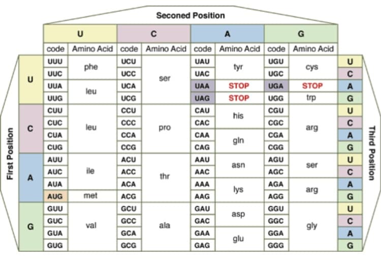 First Position
U
C
Seconed Position
A
G
code Amino Acid code Amino Acid code Amino Acid code Amino Acid
บบบ
UCU
UAU
UGU
phe
tyr
cys
UUC
UCC
UAC
UGC
U
ser
UUA
UCA
UAA
STOP
UGA
STOP
leu
UUG
UCG
UAG
STOP
UGG
trp
CUU
CCU
CAU
CGU
his
CUC
CCC
CAC
CGC
C
leu
pro
arg
CUA
CCA
CAA
CGA
gin
CUG
CCG
CAG
CGG
AUU
ACU
AAU
AGU
asn
ser
AUC
ile
ACC
AAC
AGC
A
thr
AUA
ACA
AAA
AGA
lys
arg
AUG
met
ACG
AAG
AGG
GUU
GCU
GAU
GGU
asp
GUC
GCC
GAC
GGC
G
val
ala
gly
GUA
GCA
GAA
GGA
glu
GUG
GCG
GAG
GGG
→CAGUGAGUGAGUGAG
с
Third Position