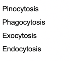 Pinocytosis
Phagocytosis
Exocytosis
Endocytosis