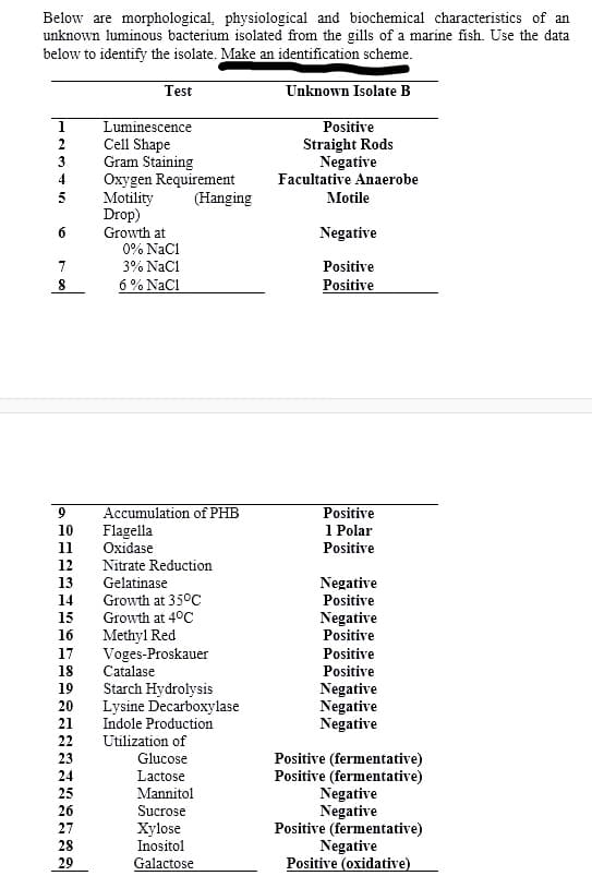 Below are morphological, physiological and biochemical characteristics of an
unknown luminous bacterium isolated from the gills of a marine fish. Use the data
below to identify the isolate. Make an identification scheme.
Test
Unknown Isolate B
Luminescence
Cell Shape
Gram Staining
Oxygen Requirement
Motility
Drop)
Growth at
Positive
Straight Rods
Negative
Facultative Anaerobe
3
4
5
(Hanging
Motile
Negative
0% NaCi
7
3% NaC1
Positive
8
6% NaC1
Positive
Accumulation of PHB
Flagella
Oxidase
Positive
1 Polar
Positive
9
10
11
12
Nitrate Reduction
13
Gelatinase
Negative
Positive
Growth at 35°C
Growth at 4°C
14
15
Negative
Positive
Methyl Red
Voges-Proskauer
Catalase
Starch Hydrolysis
Lysine Decarboxylase
Indole Production
Utilization of
Glucose
Lactose
Mannitol
16
17
Positive
18
Positive
19
Negative
Negative
Negative
20
21
22
Positive (fermentative)
Positive (fermentative)
Negative
Negative
Positive (fermentative)
Negative
Positive (oxidative)
23
24
25
26
Sucrose
27
Xylose
Inositol
28
29
Galactose
