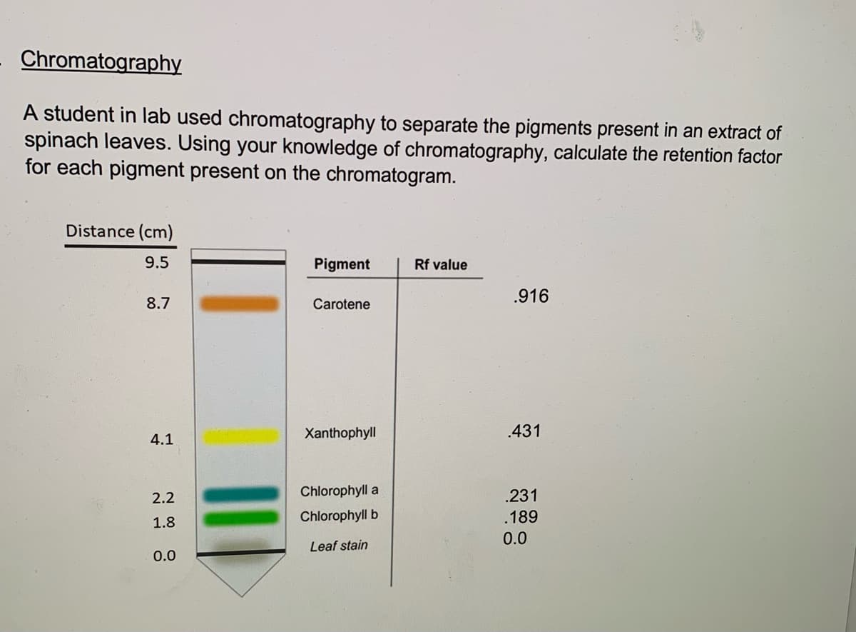 Chromatography
A student in lab used chromatography to separate the pigments present in an extract of
spinach leaves. Using your knowledge of chromatography, calculate the retention factor
for each pigment present on the chromatogram.
Distance (cm)
9.5
Pigment
Rf value
.916
8.7
Carotene
Xanthophyll
.431
4.1
2.2
Chlorophyll a
.231
Chlorophyll b
.189
1.8
0.0
Leaf stain
0.0
