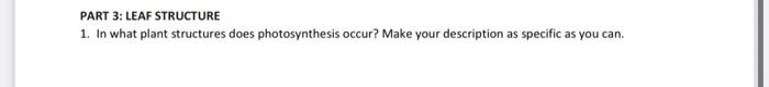 PART 3: LEAF STRUCTURE
1. In what plant structures does photosynthesis occur? Make your description as specific as you can.