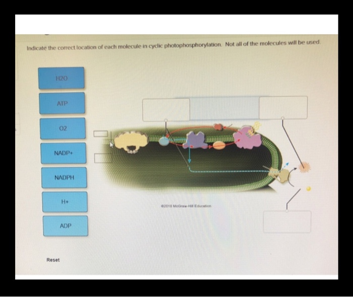 Indicate the correct location of each molecule in cyclic photophosphorylation. Not all of the molecules will be used.
H20
ATP
02
NADP+
NADPH
H+
ADP
Reset
2018 McGraw-HEducation