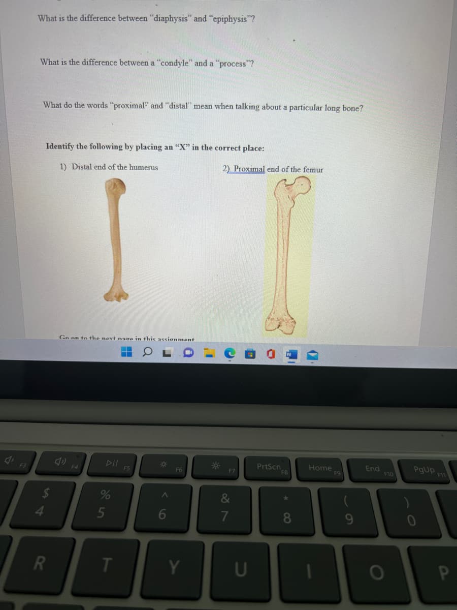 F3
What is the difference between "diaphysis" and "epiphysis"?
What is the difference between a "condyle" and a "process"?
What do the words "proximal" and "distal" mean when talking about a particular long bone?
4
Identify the following by placing an "X" in the correct place:
1) Distal end of the humerus
R
Go on to the next nage in this assionment
F4
%
T
▬
¤
A
6
F6
Y
i
1
50-
2) Proximal end of the femur
F7
&
7
U
O
PrtScn
chFB
*
8
14
Home
F9
9
End
F10
O
PgUp
F11
P