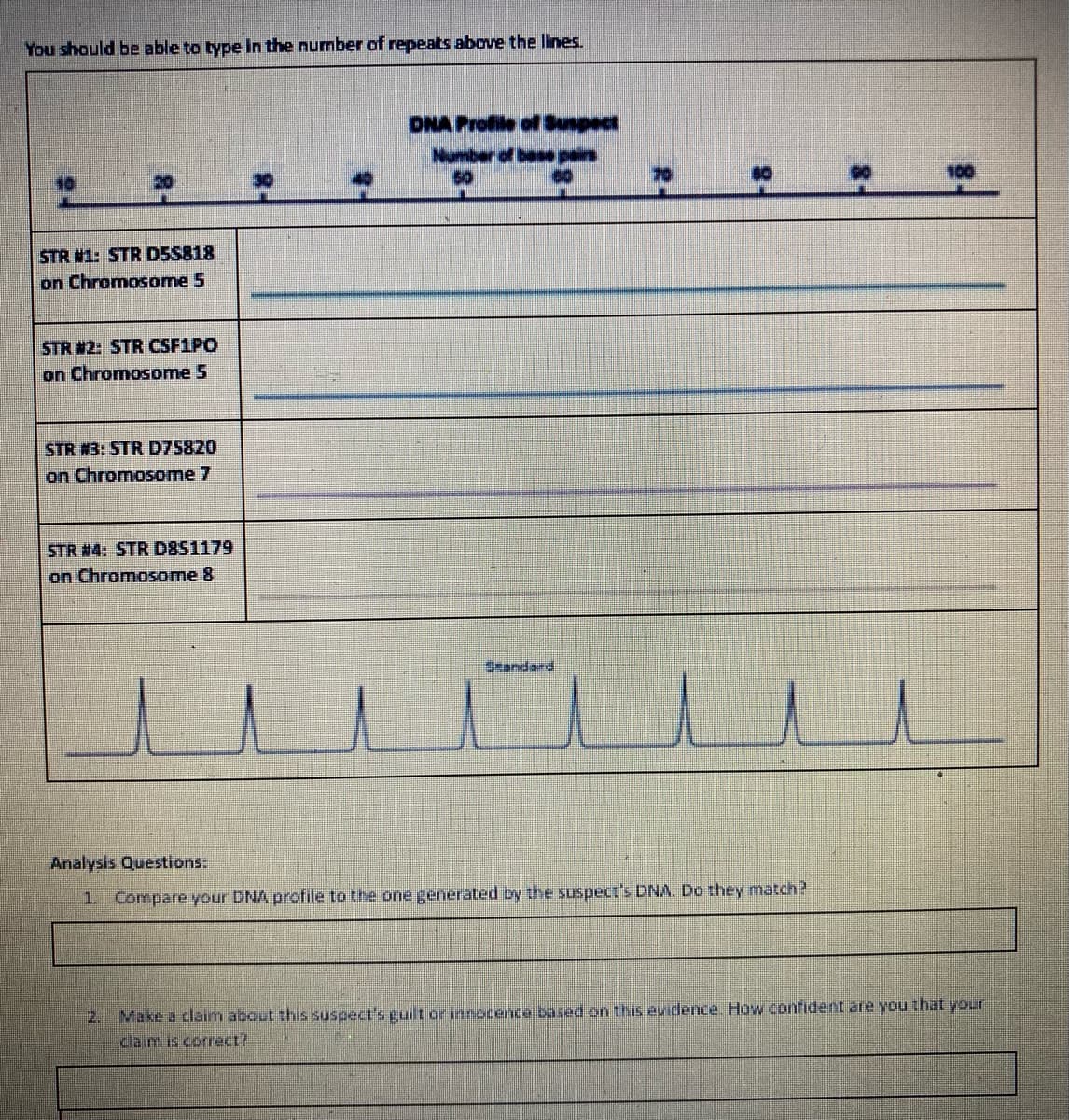 You should be able to type in the number of repeats above the lines.
STR #1: STR D5S818
on Chromosome 5
STR #2: STR CSF1PO
on Chromosome 5
STR #3: STR D7S820
on Chromosome 7
STR #4: STR D851179
on Chromosome 8
DNA Profile of Suspect
Number of base par
50
BO
2.
70
Analysis Questions:
1. Compare your DNA profile to the one generated by the suspect's DNA. Do they match?
100
Make a claim about this suspect's guilt or innocence based on this evidence. How confident are you that your
claim is correct?