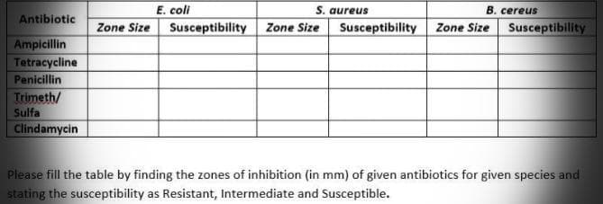 E. coli
S. aureus
B. cereus
Antibiotic
Zone Size
Susceptibility
Zone Size
Susceptibility
Zone Size
Susceptibility
Ampicillin
Tetracycline
Penicillin
Trimeth/
Sulfa
Clindamycin
Please fill the table by finding the zones of inhibition (in mm) of given antibiotics for given species and
stating the susceptibility as Resistant, Intermediate and Susceptible.
