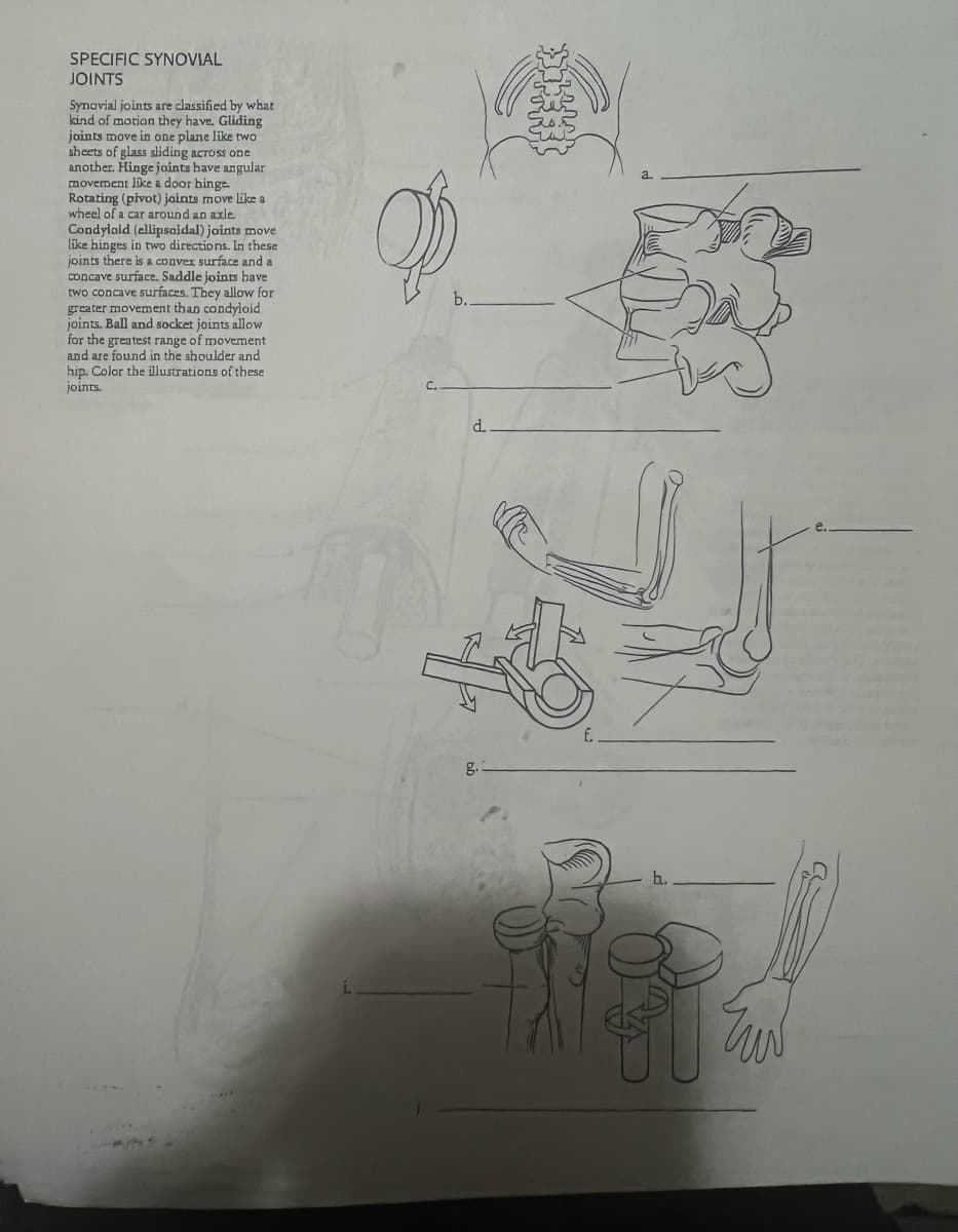 SPECIFIC SYNOVIAL
JOINTS
Synovial joints are classified by what
kind of motion they have. Gliding
joints move in one plane like two
sheets of glass sliding across one
another. Hinge joints have angular
movement like a door hinge.
Rotating (pivot) joints move like a
wheel of a car around an axle.
Condyloid (ellipsoidal) joints move
like hinges in two directions. In these
joints there is a convex surface and a
concave surface. Saddle joints have
two concave surfaces. They allow for
greater movement than condyloid
joints. Ball and socket joints allow
for the greatest range of movement
and are found in the shoulder and
hip. Color the illustrations of these
joints.
C.
b..
d
g.
f.
a.
h.