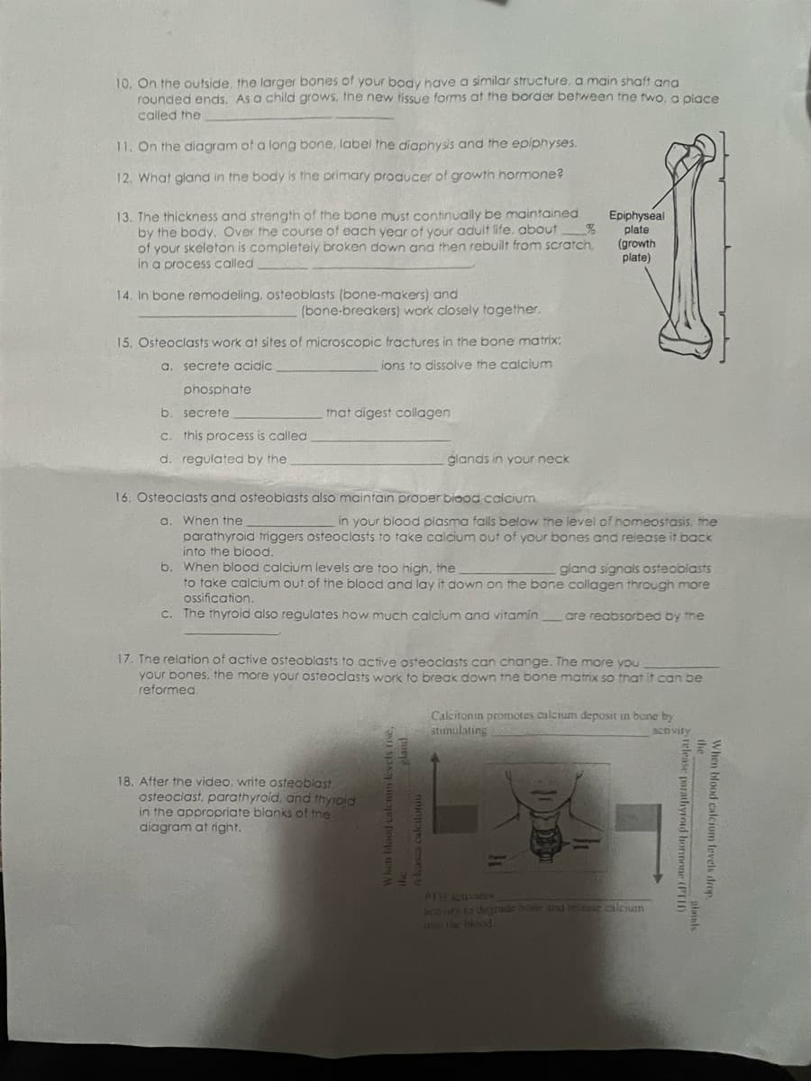 10. On the outside, the larger bones of your body have a similar structure, a main shaft and
rounded ends. As a child grows, the new tissue forms at the border between the two, a place
called the
11. On the diagram of a long bone, label the diaphysis and the epiphyses.
12. What gland in the body is the primary producer of growth hormone?
%
13. The thickness and strength of the bone must continually be maintained
by the body. Over the course of each year of your adult life, about
of your skeleton is completely broken down and then rebuilt from scratch,
in a process called:
14. In bone remodeling, osteoblasts (bone-makers) and
(bone-breakers) work closely together.
15. Osteoclasts work at sites of microscopic fractures in the bone matrix:
a. secrete acidic
ions to dissolve the calcium
phosphate
b. secrete
c. this process is called
d. regulated by the
that digest collagen
16. Osteoclasts and osteoblasts also maintain proper blood calcium.
a. When the
glands in your neck
in your blood plasma falls below the level of homeostasis, the
parathyroid triggers osteoclasts to take calcium out of your bones and release it back
into the blood.
Epiphyseal
plate
(growth
plate)
b. When blood calcium levels are too high, the
gland signals osteoblasts
to take calcium out of the blood and lay it down on the bone collagen through more
ossification.
c. The thyroid also regulates how much calcium and vitamin are reabsorbed by the
18. After the video, write osteoblast.
osteoclast, parathyroid, and thyroid
in the appropriate blanks of the
diagram at right.
17. The relation of active osteoblasts to active osteoclasts can change. The more you
your bones, the more your osteoclasts work to break down the bone matrix so that it can be
reformed.
gland
When blood calemm levels rise.
Calcitonin promotes calcium deposit in bone by
stimulating
activity
PTH activates
achvary to degrade bone and release calcium
into the blood
release parathyroid hormone (PTI)
When blood calcium levels drop
glands