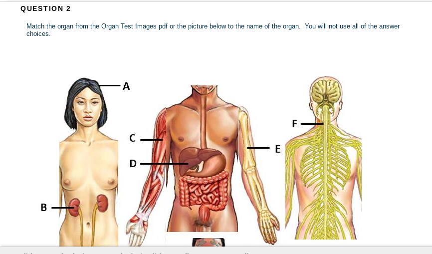 QUESTION 2
Match the organ from the Organ Test Images pdf or the picture below to the name of the organ. You will not use all of the answer
choices.
A
F
C
E
D.
В
