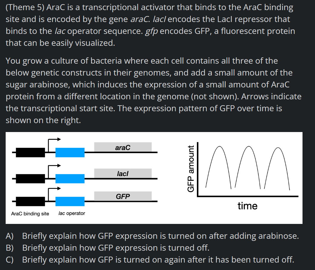 (Theme 5) AraC is a transcriptional activator that binds to the AraC binding
site and is encoded by the gene araC. lacl encodes the Lacl repressor that
binds to the lac operator sequence. gfp encodes GFP, a fluorescent protein
that can be easily visualized.
You grow a culture of bacteria where each cell contains all three of the
below genetic constructs in their genomes, and add a small amount of the
sugar arabinose, which induces the expression of a small amount of AraC
protein from a different location in the genome (not shown). Arrows indicate
the transcriptional start site. The expression pattern of GFP over time is
shown on the right.
AraC binding site lac operator
arac
lacl
GFP
GFP amount
M n
time
A) Briefly explain how GFP expression is turned on after adding arabinose.
B) Briefly explain how GFP expression is turned off.
C) Briefly explain how GFP is turned on again after it has been turned off.