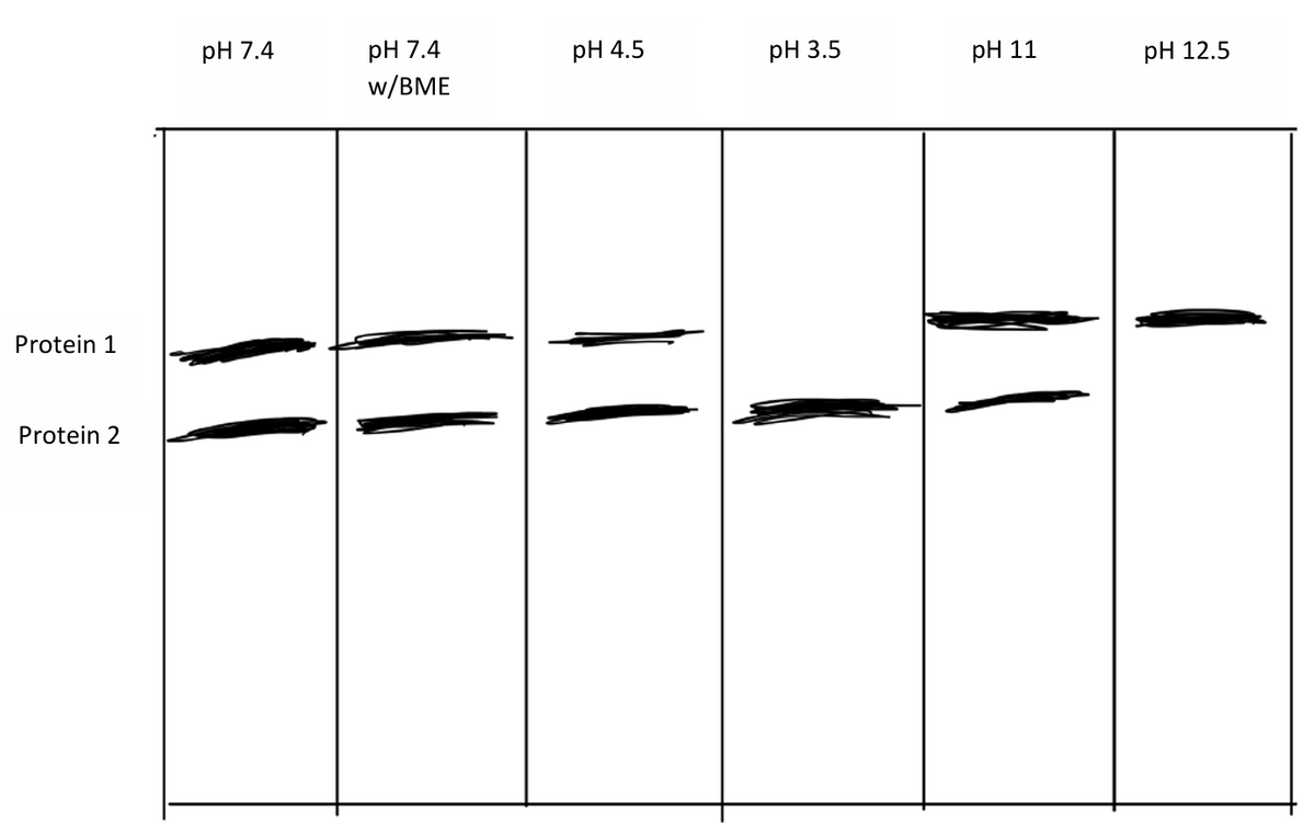 Protein 1
Protein 2
pH 7.4
pH 7.4
W/BME
pH 4.5
pH 3.5
pH 11
pH 12.5
11