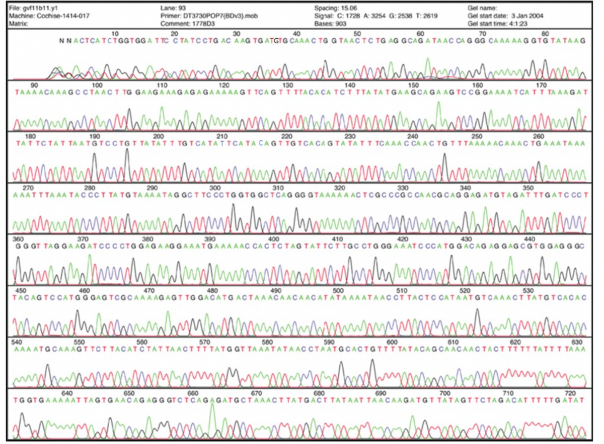 File: gvt11b11.y!
Machine: Cochise-1414-017
Matrix
Spacing: 15.06
Signal: C: 1728 A: 3254 G: 2538 T: 2619
Bases: 903
Lane: 93
Gel name:
Gel start date: 3 Jan 2004
Primer: DT3730POP7{BDV3).mob
Comment: 1778D3
Gel start time: 4:123
10
20
30
40
50
60
70
80
NNACTCA TCTGGTGGA T TC C TA TC CTG AC A AG TG ATGTG CAAA C TG G TAAC T C TG AG GCAG A TAAC CA G GG CA AA AAGGTG TATA AG
90
TAAA ACA AAGCCTAACT TG GA AGA AAGAGAGAAAAAGT TCAGTT TTACACA TCT TTA TA TGAAGCA GA AG TC CGGA AA A TCATT TAAAGAT
100
110
120
130
140
150
160
170
wwm M
180
190
200
210
220
230
240
250
260
TAT TCTAT TA ATGTC C TG T TA TA T T TG T CA TATTCA TA CAGT TG TCA CA G TA TA TT TCA AAC CA AC TG TTTAAAA ACAAAC TG AAA TA A A
300
330
270
AAATTTAAA TACCCT TA TG TA AA A TAG GCT TC CCTG GTG GCTCAG GG GTAAAA A ACTCGC CCG C CA ACG CAG GAG ATGTAGAT TTGATC CC T
280
290
310
320
340
350
360
GG GT TAG GA AGATCCCCTG GAGA AG GAAATGAAAAAC CACTCTAG TATTCT TGC CTG GG AA AT C CCA TG G ACAG AG GAGCGTGGAGG GC
370
380
390
400
410
420
430
440
450
TACAGTCCATGGGAG TCGCAAA AGAGT TG GACATG ACTAAACAACA ACATATAAAATAACCT TACTC CATAATGTCAAACT TATGTCACAC
460
470
480
490
500
510
520
530
570
540
AAAATGCA A AGT TCT TACATCTATTAACTTTTATGGT TAAATATAACCTAATGCACTGTTT TATACAGCAACAACTACT TTTT TATT T TAAA
550
560
580
590
600
610
620
630
wwww.wmmpm
640
650
660
670
680
690
700
710
720
TG GTGAAAAAT TAGTGAACAGAGG GTCTCAGAGATGCTAAACTTATGACT TATAAT TAACAAGATGT TATAGTTCTAGACAT TTTTGATAT
Wan
