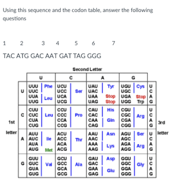 Using this sequence and the codon table, answer the following
questions
1
2
3 4
5
6
7
TAC ATG GAC AAT GAT TAG GGG
Second Letter
A
G
Phe UCU
UUU
u UuC
UUA
UUG
UAU
Ser UAC
UAA
UAG
Tyr UGU Cys
UGC
Stop UGA Stop A
Stop UGG Trp G
UCA
UCG
Leu
CUU
c Cuc
CUA
CUG
CU
Leu ccc
CCA
CCG
CAU
Pro CAC
His
CGU
CGC Arg
CAA
Gin
CGA
A
1st
3rd
CAG
CGG
letter
Asn AGU
AGC
AGA
AGG
Ser u letter
AUU
A AUC
AUA
AUG
ACU
lle ACC
ACA
Met ACG
AAU
AAC
AAA
AAG
Thr
Lys
A
Arg
GUU
G GUC
GUA
GUG
GCU
Val Gcc
GCA
GCG
Asp
GGU
GGC Gly
GGA
GGG
GAU
GAC
GAA
GAG
Ala
Glu
