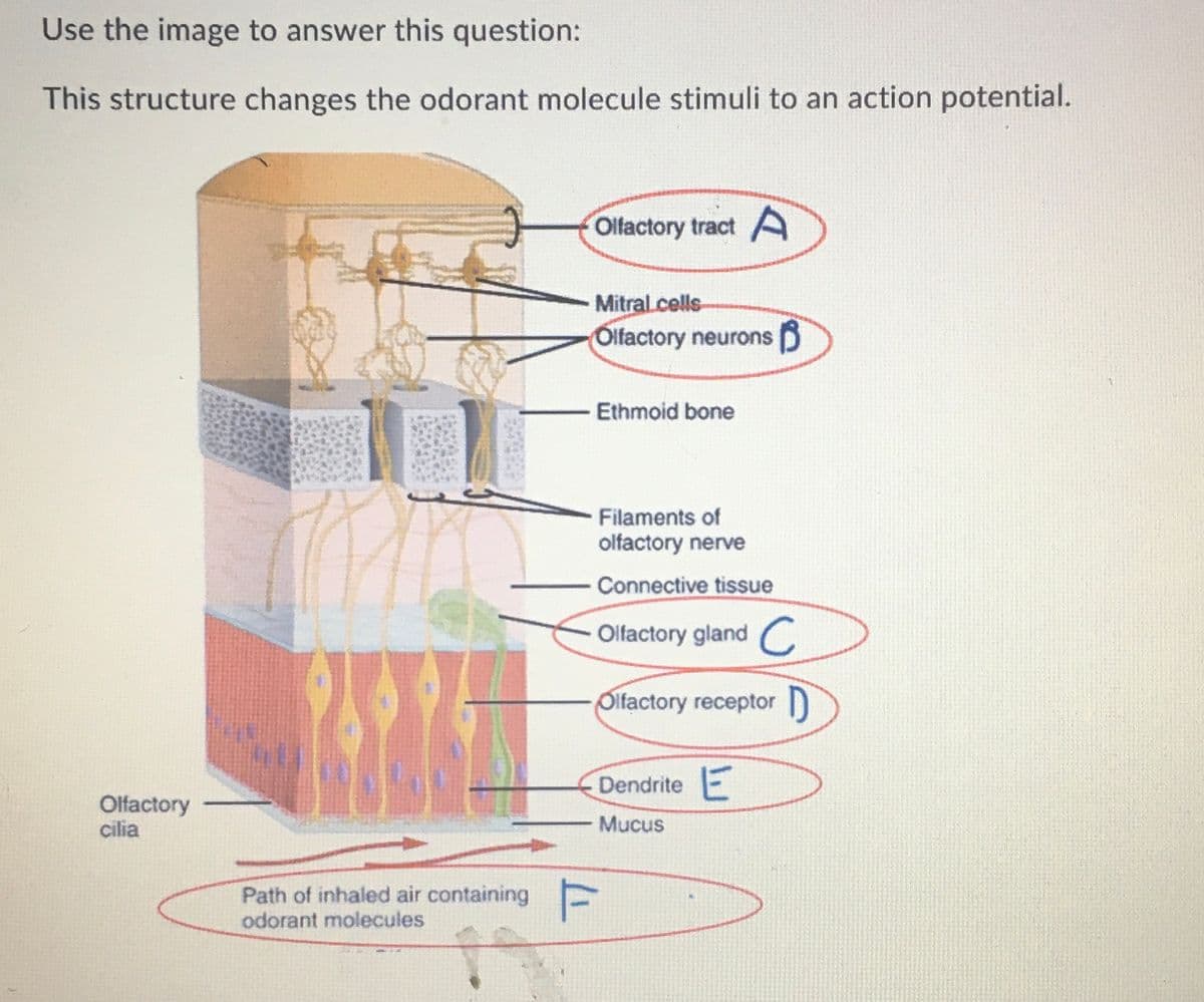 Use the image to answer this question:
This structure changes the odorant molecule stimuli to an action potential.
Olfactory
cilia
Olfactory tract A
Mitral cells
Olfactory neurons
Path of inhaled air containing F
odorant molecules
T
Ethmoid bone
Filaments of
olfactory nerve
Connective tissue
Olfactory gland C
Olfactory receptor D
Dendrite E
Mucus