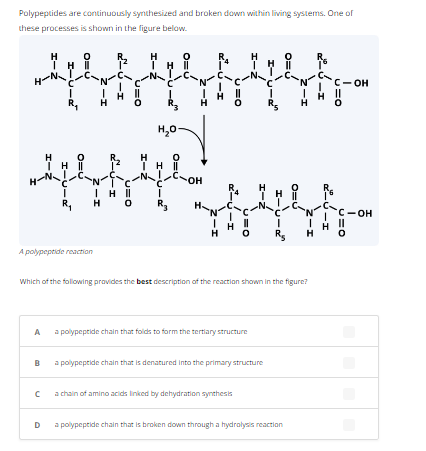 Polypeptides are continuously synthesized and broken down within living systems. One of
these processes is shown in the figure below.
H
|
H
H
'c
| H
H-N-!
C
D
ا
R₂
C
ا
R₁
o=U
o=U
A polypeptide reaction
I-Z
2-1
H
- بے
ے
| H ||
u=0
=0
=-
I-Ź
-N-
H |
----
HO
o=
---
R3
--
|--OH
I
-
U=0
2-1
--
U=O
H
1-2
A
a polypeptide chain that folds to form the tertiary structure
B
a polypeptide chain that is denatured into the primary structure
a chain of amino acids linked by dehydration synthesis
H-U
C
ا
o=
Rs
Which of the following provides the best description of the reaction shown in the figure?
----
2-1
a polypeptide chain that is broken down through a hydrolysis reaction
H
o=
I-Z
C - OH
o=n
- بے
C - OH
v=0