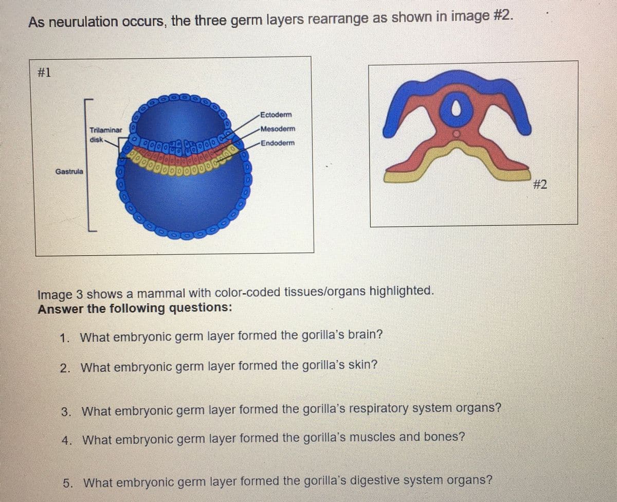 As neurulation occurs, the three germ layers rearrange as shown in image #2.
#1
Gastrula
Trilaminar
disk
عيم
Ectoderm
Mesoderm
Endoderm
Image 3 shows a mammal with color-coded tissues/organs highlighted.
Answer the following questions:
1. What embryonic germ layer formed the gorilla's brain?
2. What embryonic germ layer formed the gorilla's skin?
3. What embryonic germ layer formed the gorilla's respiratory system organs?
4. What embryonic germ layer formed the gorilla's muscles and bones?
5. What embryonic germ layer formed the gorilla's digestive system organs?
#2