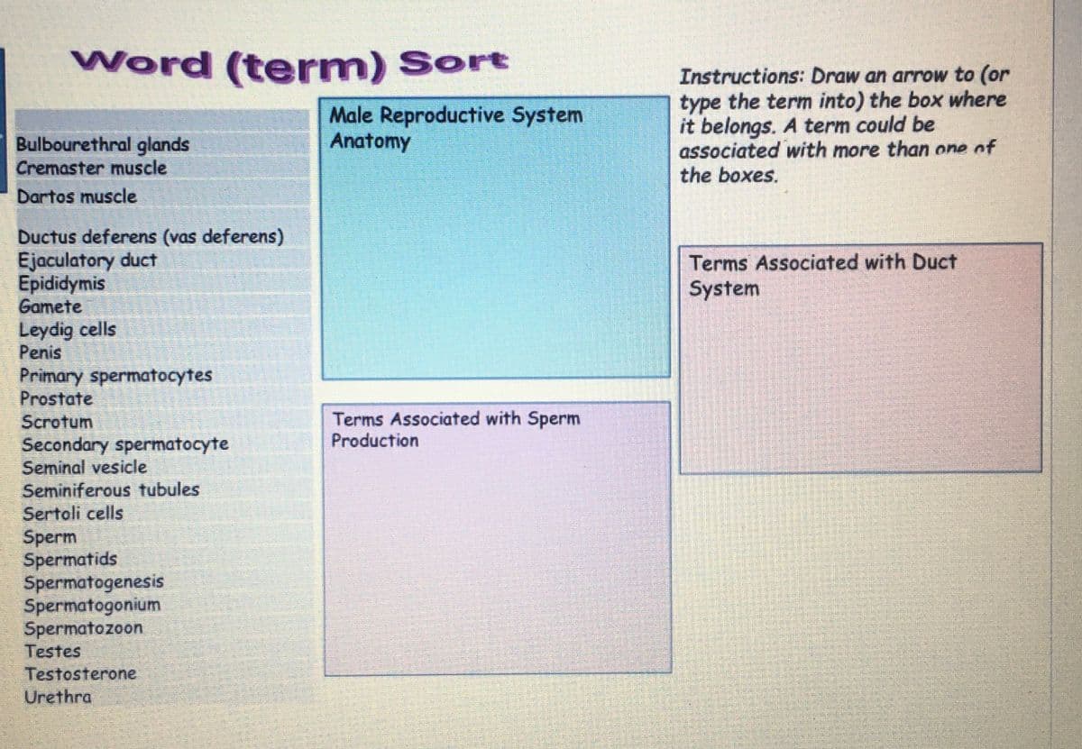 Word (term) Sort
Bulbourethral glands
Cremaster muscle
Dartos muscle
Ductus deferens (vas deferens)
Ejaculatory duct
Epididymis
Gamete
Leydig cells
Male Reproductive System
Anatomy
Penis
Primary spermatocytes
Prostate
Scrotum
Secondary spermatocyte
Seminal vesicle
Seminiferous tubules
Sertoli cells
Terms Associated with Sperm
Production
Sperm
Spermatids
Spermatogenesis
Spermatogonium
Spermatozoon
Testes
Testosterone
Urethra
Instructions: Draw an arrow to (or
type the term into) the box where
it belongs. A term could be
associated with more than one of
the boxes.
Terms Associated with Duct
System