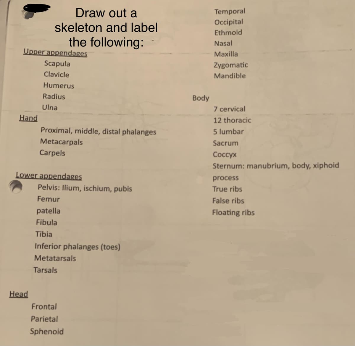 Upper appendages
Hand
Draw out a
skeleton and label
the following:
Head
Scapula
Clavicle
Humerus
Radius
Ulna
Proximal, middle, distal phalanges
Metacarpals
Carpels
Lower appendages
Pelvis: Ilium, ischium, pubis
Femur
patella
Fibula
Tibia
Inferior phalanges (toes)
Metatarsals
Tarsals
Frontal
Parietal
Sphenoid
Body
Temporal
Occipital
Ethmoid
Nasal
Maxilla
Zygomatic
Mandible
7 cervical
12 thoracic
5 lumbar
Sacrum
Coccyx
Sternum: manubrium, body, xiphoid
process
True ribs
False ribs
Floating ribs