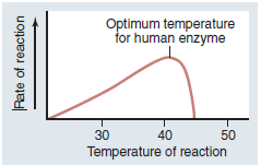 Optimum temperature
for human enzyme
30
40
50
Temperature of reaction
Rate of reaction
