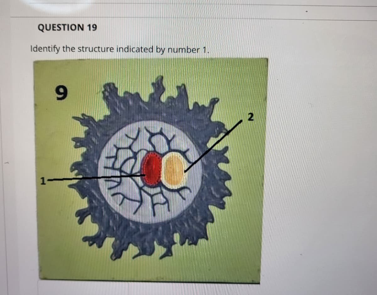 QUESTION 19
Identify the structure indicated by number 1.
1-
9
2