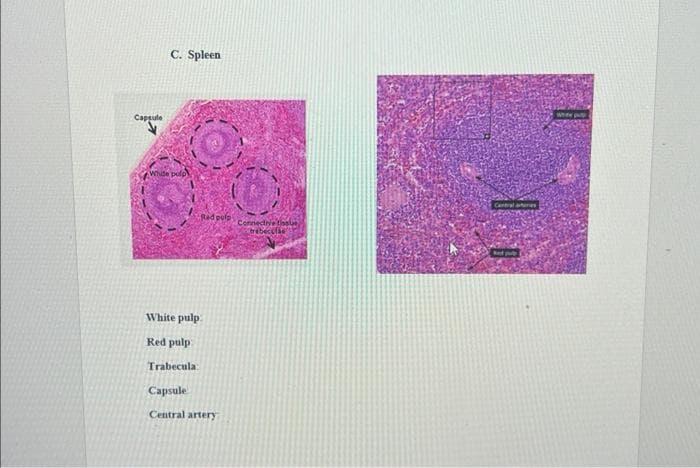 Capsule
C. Spleen
White pulp
White pulp
Red pulp
Trabecula
Red polp
Capsule
Central artery
Connective tissue
trebeculás
Centralas
Whee