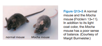 Figure Q13-3 A normal
mouse and the Mocha
mouse (Problem 13-11).
In addition to its light
coat color, the Mocha
mouse has a poor sense
of balance. (Courtesy of
Margit Burmeister.)
normal mouse
Mocha mouse
