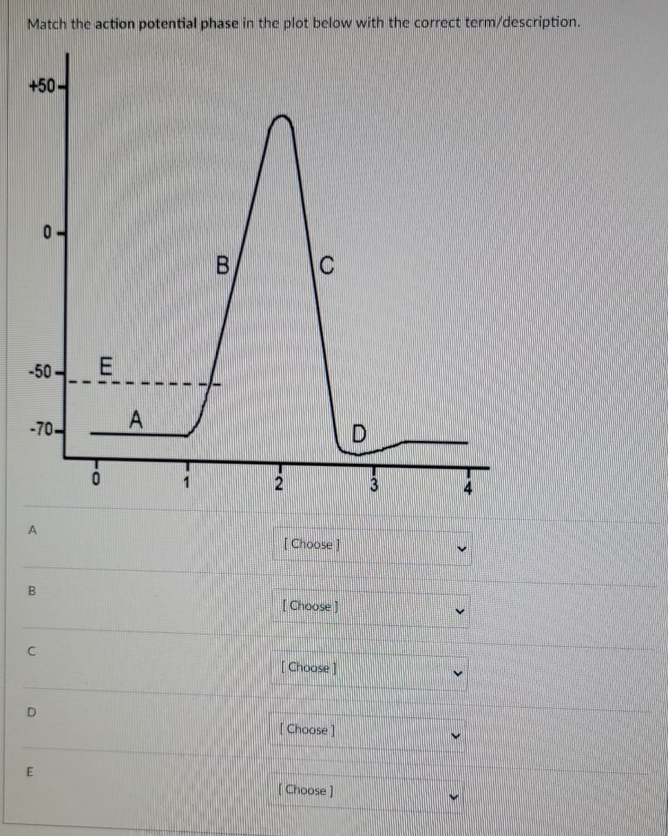 Match the action potential phase in the plot below with the correct term/description.
+50-
-50-
-70-
A
B
C
0
D
E
TO
0
A
1
B
[Choose]
[Choose
Choose
[Choose]
[Choose ]
D
