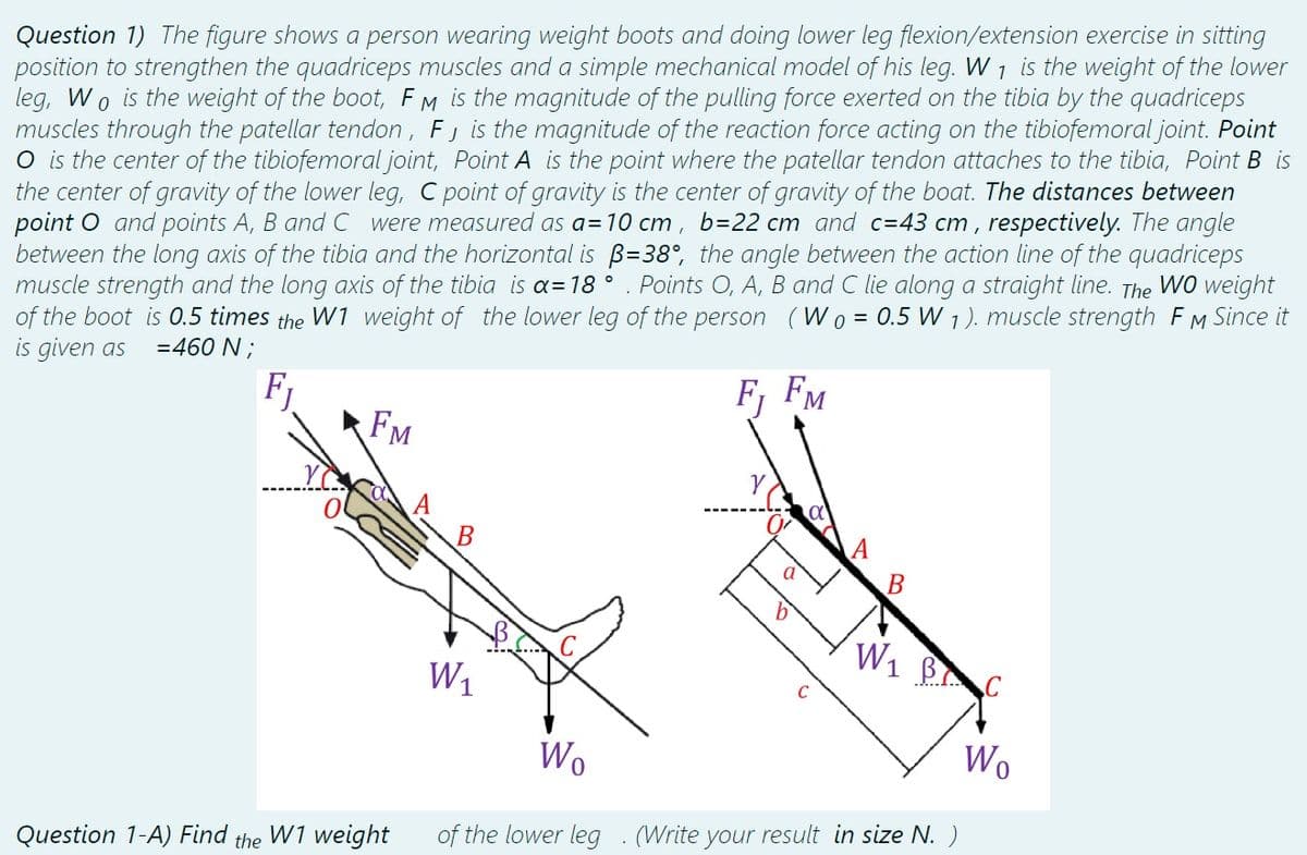 Question 1) The figure shows a person wearing weight boots and doing lower leg flexion/extension exercise in sitting
position to strengthen the quadriceps muscles and a simple mechanical model of his leg. W 1 is the weight of the lower
leg, Wo is the weight of the boot, FM is the magnitude of the pulling force exerted on the tibia by the quadriceps
muscles through the patellar tendon, F, is the magnitude of the reaction force acting on the tibiofemoral joint. Point
O is the center of the tibiofemoral joint, Point A is the point where the patellar tendon attaches to the tibia, Point B is
the center of gravity of the lower leg, C point of gravity is the center of gravity of the boat. The distances between
point O and points A, B and C were measured as a = 10 cm, b=22 cm and c=43 cm, respectively. The angle
between the long axis of the tibia and the horizontal is B=38°, the angle between the action line of the quadriceps
muscle strength and the long axis of the tibia is a=18°. Points O, A, B and C lie along a straight line. The
of the boot is 0.5 times the W1 weight of the lower leg of the person (Wo= 0.5 W 1). muscle strength F M
is given as
WO weight
=460 N;
Fj FM
F₁
FM
Question 1-A) Find the W1 weight
W₁
Wo
a
n
α
D
W₁ BC
of the lower leg. (Write your result in size N. )
Wo
Since it