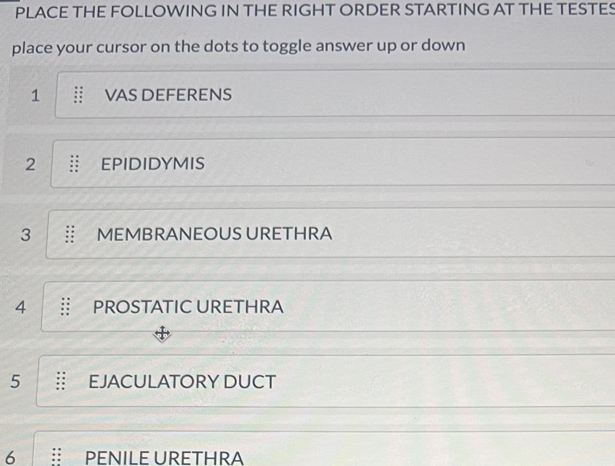 PLACE THE FOLLOWING IN THE RIGHT ORDER STARTING AT THE TESTES
place your cursor on the dots to toggle answer up or down
4
3
5
6
1
2
VAS DEFERENS
EPIDIDYMIS
MEMBRANEOUS URETHRA
PROSTATIC URETHRA
EJACULATORY DUCT
⠀ PENILE URETHRA