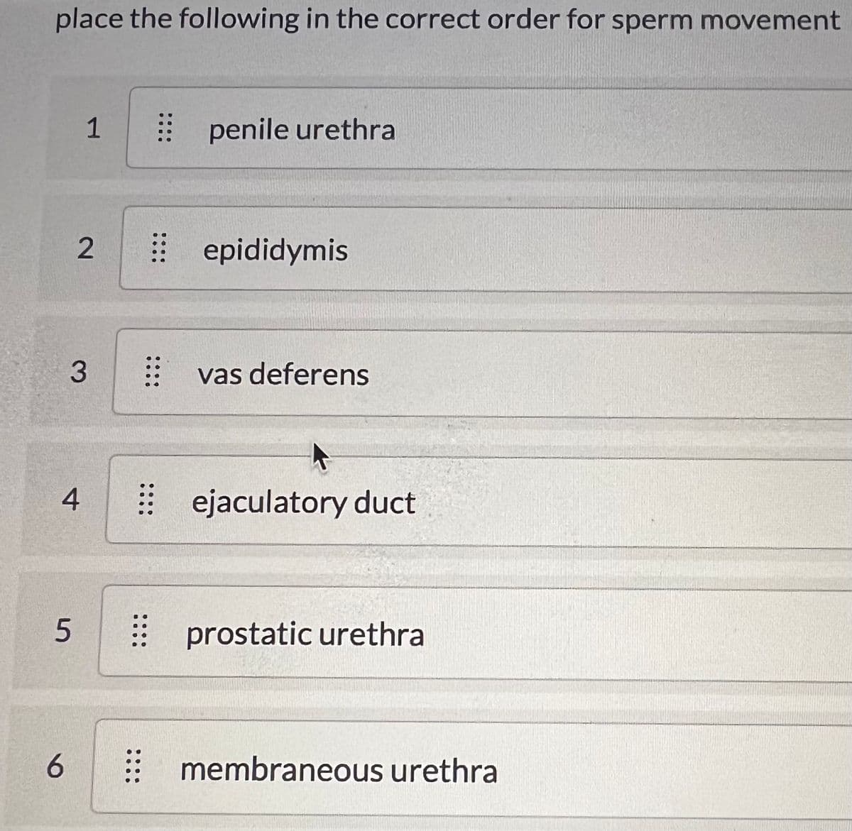 place the following in the correct order for sperm movement
4
5
6
1
2
3
⠀ penile urethra
epididymis
⠀⠀ vas deferens
ejaculatory duct
:: prostatic urethra
membraneous urethra