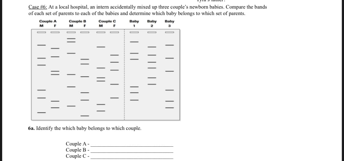 Case #6: At a local hospital, an intern accidentally mixed up three couple's newborn babies. Compare the bands
of each set of parents to each of the babies and determine which baby belongs to which set of parents.
Couple A
Couple B
Couple C
Baby
Baby
Baby
м
M
F
M
F
2
-
6a. Identify the which baby belongs to which couple.
Couple A -
Couple B -
Couple C -
||
