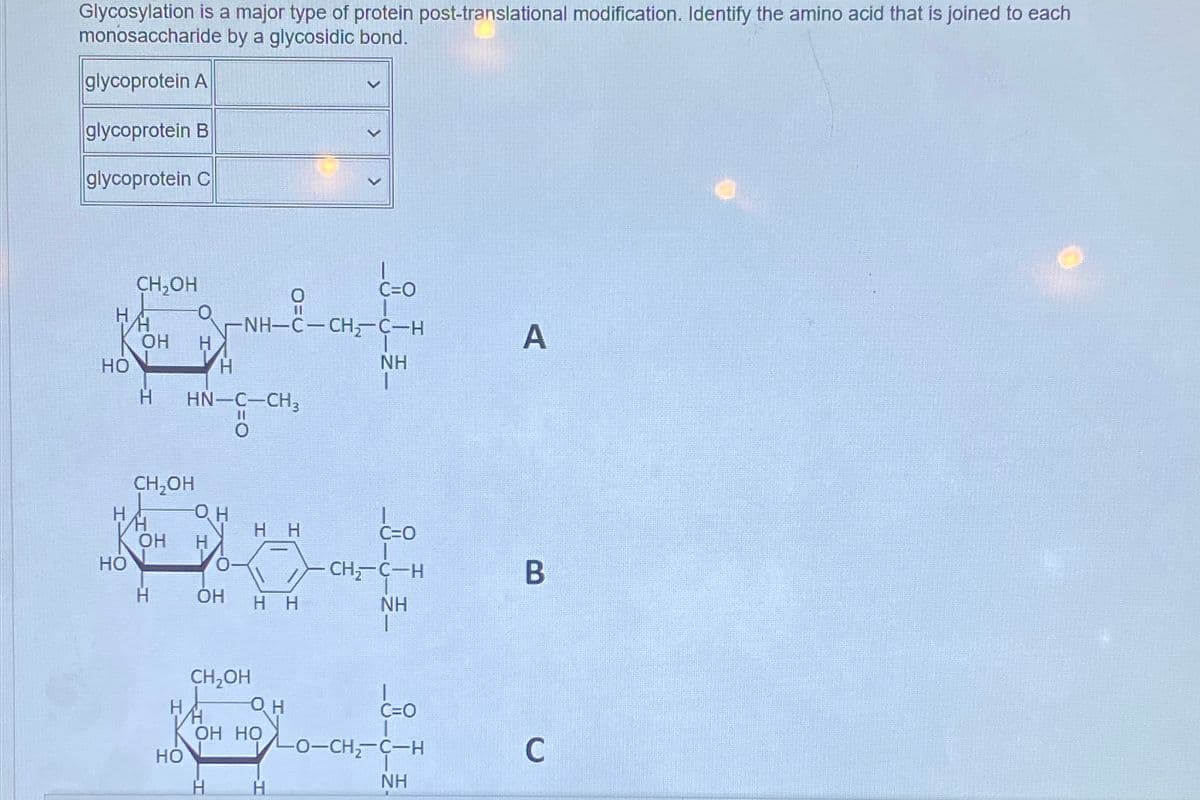 Glycosylation is a major type of protein post-translational modification. Identify the amino acid that is joined to each
monosaccharide by a glycosidic bond.
glycoprotein A
glycoprotein B
glycoprotein C
HA
HO
Н
CH₂OH
HO
OH Н
H
CH₂OH
Н
ОН
HO
HN-C-CH3
о
c=0
NHI
-NH-C - CH2C-H
ОН
Н
нн
ОН НН
CH2OH
Он
OH HO
Н
NH
1
С=0
-CH2-C-н
NH
C=0
LO-CH2-C-H
NH
A
В
с