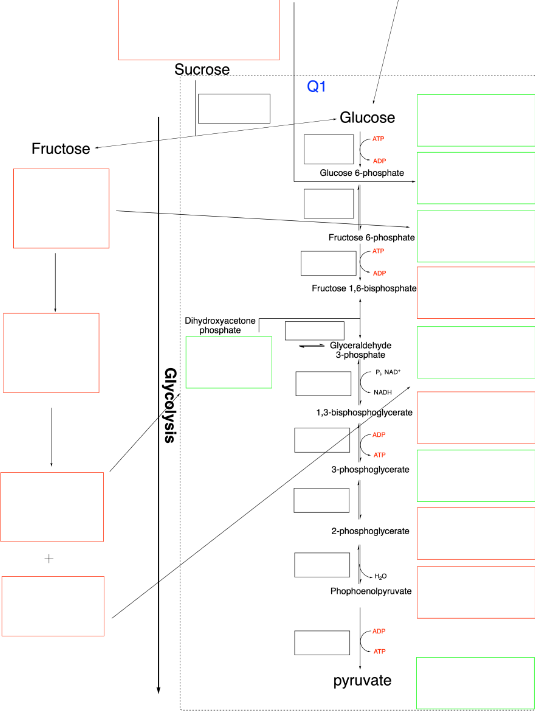 Fructose
Sucrose
Q1
- Glucose
-ATP
Glycolysis
Dihydroxyacetone
phosphate
ADP
Glucose 6-phosphate
Fructose 6-phosphate
-ATP
ADP
Fructose 1,6-bisphosphate
Glyceraldehyde
3-phosphate
P, NAD
NADH
1,3-bisphosphoglycerate
-ADP
ATP
3-phosphoglycerate
2-phosphoglycerate
H₂O
Phophoenolpyruvate
ADP
ATP
pyruvate