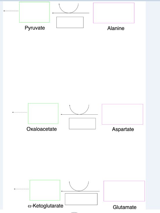 Pyruvate
Alanine
Oxaloacetate
Aspartate
a-Ketoglutarate
Glutamate