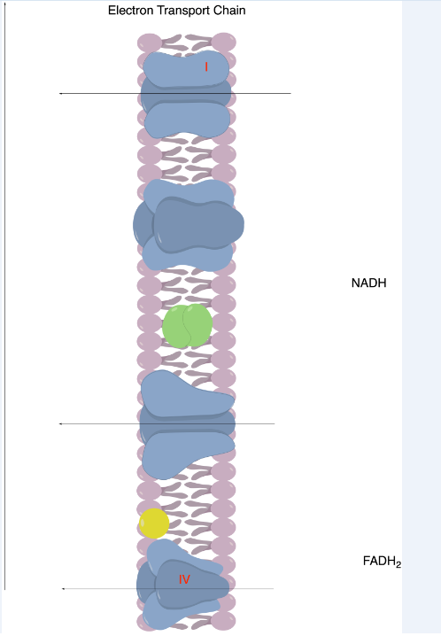 Electron Transport Chain
NADH
FADH2
IV