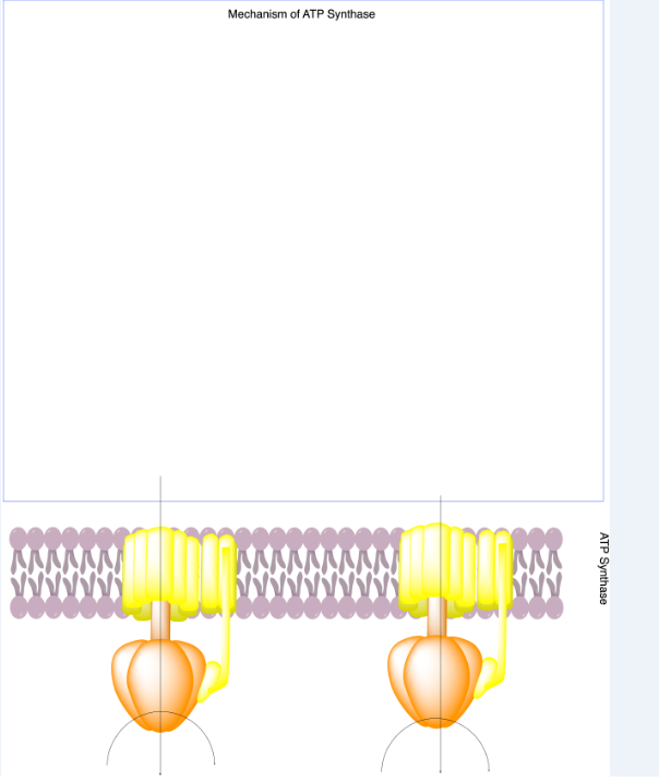 Mechanism of ATP Synthase
ATP Synthase