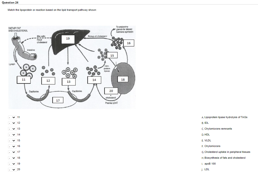 Question 24
Match the lipoprotein or reaction based on the lipid transport pathway shown:
DIETARY FAT
AND CHOLESTEROL
Ble sats
‒‒‒‒‒
19
Focal
cholesterol
Lymph
11
✓12
13
V 14
✓15
16
✓17
✓ 18
19
✓20
11
Indestine
Capillaries
12
17
13
Caplaries
Pickup of cholesterol
OO
14
Lipo
protein
lipase
15
To endocrine
glands for steroid
hormone synthosis
16
20
cholectoral
Plasma LCAT
18
A. Lipoprotein lipase hydrolysis of TAGS
B. IDL
C. Chylomicrons remnants
D. HDL
E. VLDL
F. Chylomicrons
G. Cholesterol uptake in peripheral tissues
H. Biosynthesis of fats and cholesterol
I. apoB 100
J. LDL