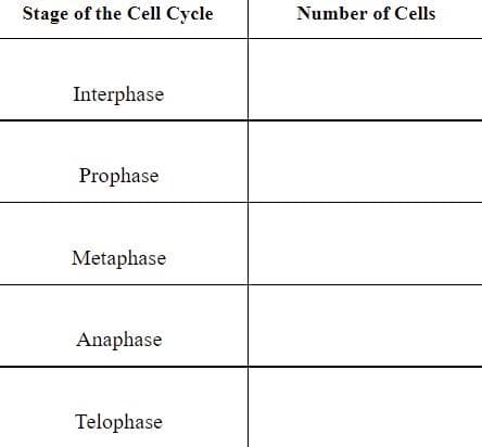 Stage of the Cell Cycle
Number of Cells
Interphase
Prophase
Metaphase
Anaphase
Telophase
