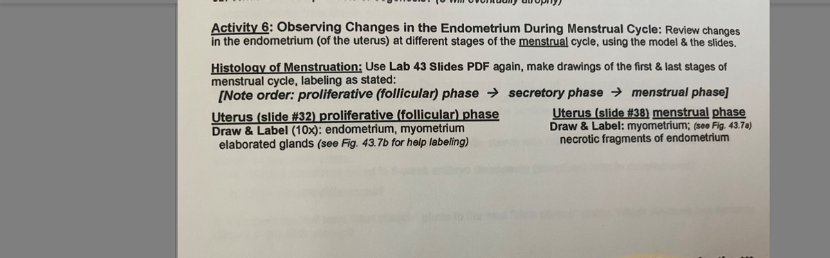 Activity 6: Observing Changes in the Endometrium During Menstrual Cycle: Review changes
in the endometrium (of the uterus) at different stages of the menstrual cycle, using the model & the slides.
Histology of Menstruation: Use Lab 43 Slides PDF again, make drawings of the first & last stages of
menstrual cycle, labeling as stated:
[Note order: proliferative (follicular) phase → secretory phase → menstrual phase]
Uterus (slide #32) proliferative (follicular) phase
Draw & Label (10x): endometrium, myometrium
elaborated glands (see Fig. 43.7b for help labeling)
Uterus (slide #38) menstrual phase
Draw & Label: myometrium; (see Fig. 43.7a)
necrotic fragments of endometrium
