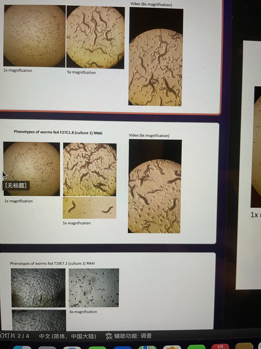 1x magnification
Phenotypes of worms fed F27C1.8 (culture 1) RNAi
[无标题]
5x magnification
1x magnification
5x magnification
Phenotypes of worms fed T19E7.2 (culture 2) RNAi
6x magnification
Video (6x magnification)
Video (6x magnification)
JJH 2/4 中文 (简体,中国大陆) & 辅助功能: 调查
1x