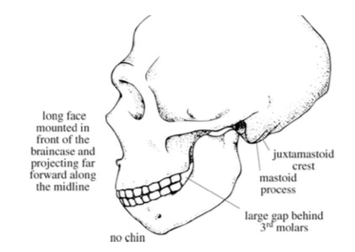 long face
mounted in
front of the
braincase and
projecting far
forward along
the midline
no chin
juxtamastoid
crest
mastoid
process
large gap behind
3rd molars