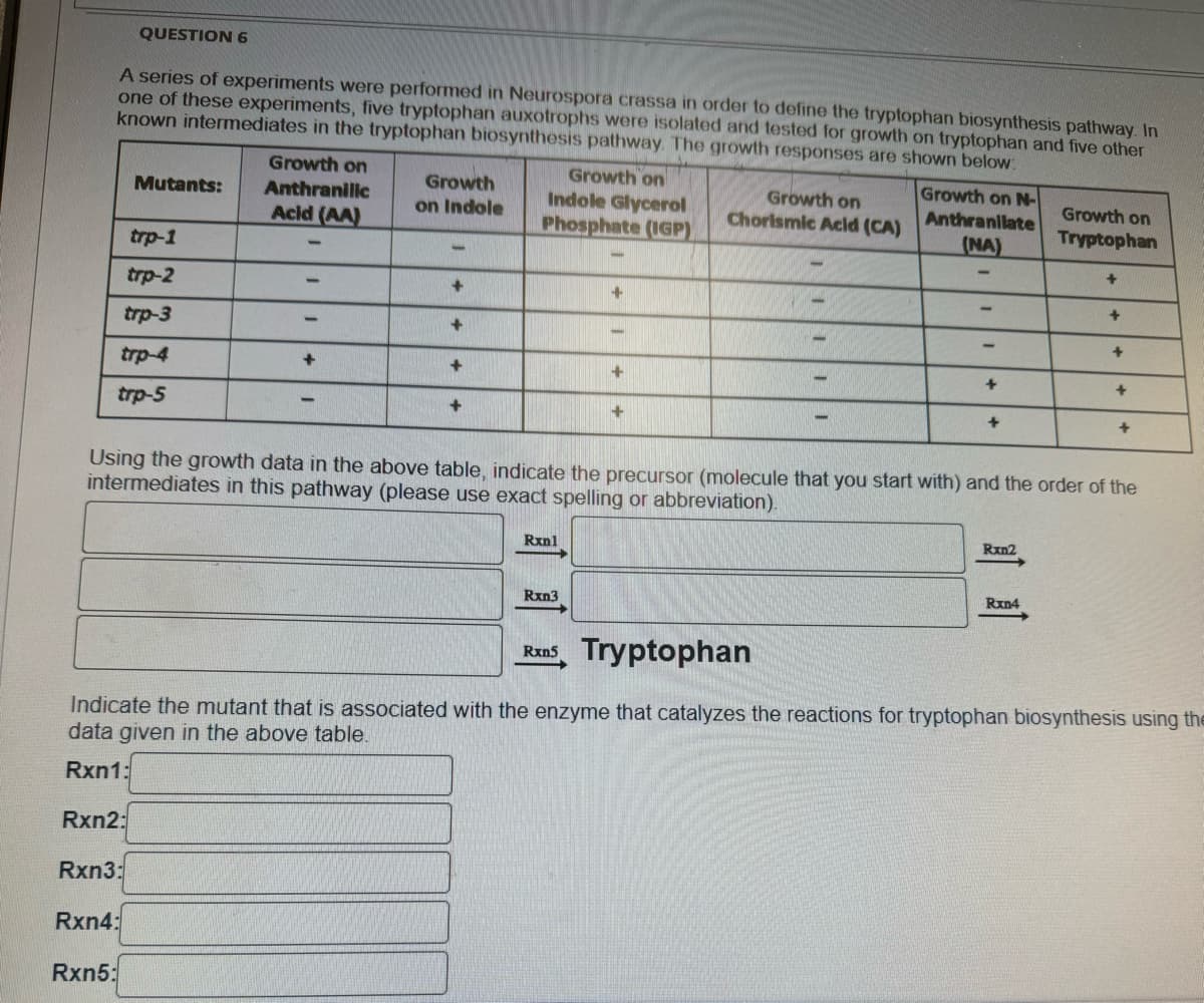 QUESTION 6
A series of experiments were performed in Neurospora crassa in order to define the tryptophan biosynthesis pathway. In
one of these experiments, five tryptophan auxotrophs were isolated and tested for growth on tryptophan and five other
known intermediates in the tryptophan biosynthesis pathway. The growth responses are shown below:
Growth on
Anthranilic
Acid (AA)
Growth
on Indole
Growth on
Indole Glycerol
Phosphate (IGP)
Growth on
Chorismic Acid (CA)
Growth on N-
Anthranilate
(NA)
Growth on
Tryptophan
Mutants:
trp-1
trp-2
+
+
trp-3
+
trp-4
+
+
+
trp-5
+
+
+
-
+
+
+
+
+
+
Using the growth data in the above table, indicate the precursor (molecule that you start with) and the order of the
intermediates in this pathway (please use exact spelling or abbreviation).
Rxnl
Rxn2
Rxn3
Rxn5
Tryptophan
Rxn4
Indicate the mutant that is associated with the enzyme that catalyzes the reactions for tryptophan biosynthesis using the
data given in the above table.
Rxn1:
Rxn2:
Rxn3:
Rxn4:
Rxn5: