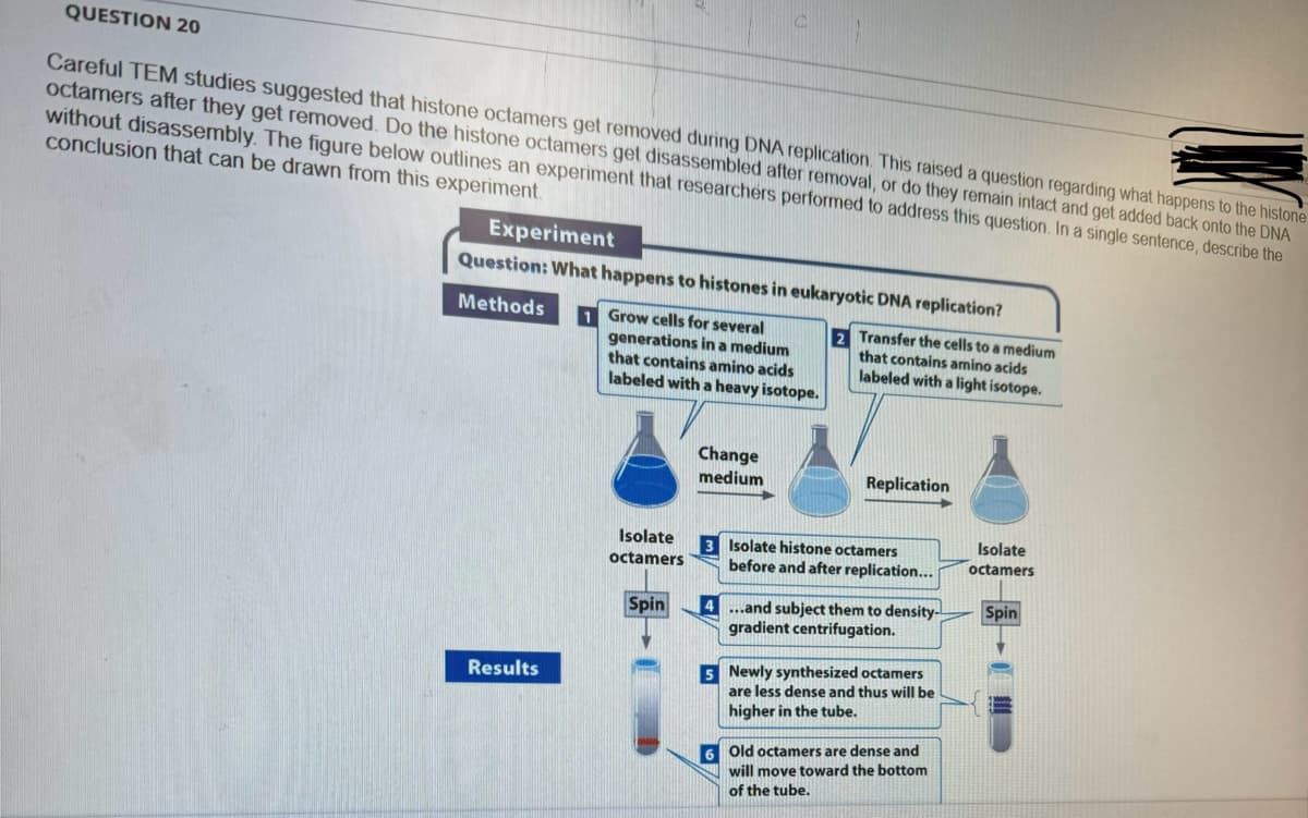 QUESTION 20
Careful TEM studies suggested that histone octamers get removed during DNA replication. This raised a question regarding what happens to the histone
octamers after they get removed. Do the histone octamers get disassembled after removal, or do they remain intact and get added back onto the DNA
without disassembly. The figure below outlines an experiment that researchers performed to address this question. In a single sentence, describe the
conclusion that can be drawn from this experiment.
Experiment
Question: What happens to histones in eukaryotic DNA replication?
Methods 1 Grow cells for several
generations in a medium
that contains amino acids
labeled with a heavy isotope.
2 Transfer the cells to a medium
that contains amino acids
labeled with a light isotope.
Results
Change
medium
Replication
Isolate
octamers
3 Isolate histone octamers
before and after replication...
Spin
4 ...and subject them to density-L
gradient centrifugation.
5 Newly synthesized octamers
are less dense and thus will be
higher in the tube.
6 Old octamers are dense and
will move toward the bottom
of the tube.
Isolate
octamers
Spin