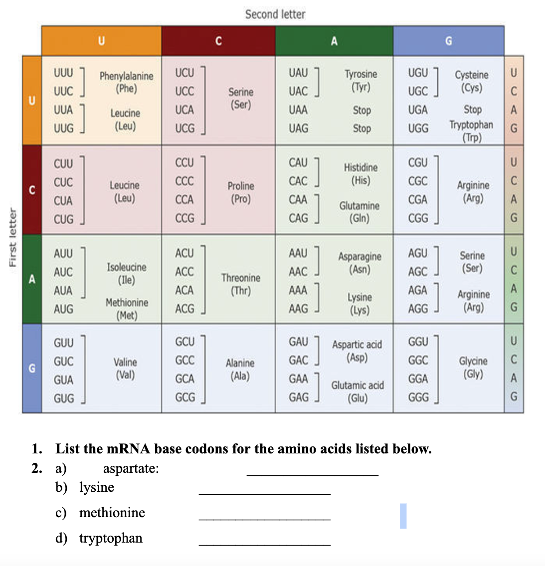 First letter
U
C
A
UUU
UU
JUC
UUA
UUG
CUU
CUC
CUA
CUG
AUU
AUC
AUA
AUG
GUU
GUC
GUA
GUG
]
Phenylalanine UCU
(Phe)
UCC
UCA
UCG
Leucine
(Leu)
Leucine
(Leu)
Isoleucine
(Ile)
Methionine
(Met)
Valine
(Val)
CCU
CCC
CCA
CCG
b) lysine
c) methionine
d) tryptophan
ACU
ACC
ACA
ACG
GCU
GCC
GCA
GCG
C
Second letter
Serine
(Ser)
Proline
(Pro)
Threonine
(Thr)
Alanine
(Ala)
UAU
UAC
UAA
UAG
CAU
CAC
CAA
CAG
AAU
AAC
AAA
AAG
GAU
GAC
GAA
GAG
]
Tyrosine
(Tyr)
Stop
Stop
Histidine
(His)
Glutamine
(Gln)
Asparagine
(Asn)
Lysine
(Lys)
Aspartic acid
(Asp)
Glutamic acid
(Glu)
UGU
UGC
UGA
Stop
UGG Tryptophan
(Trp)
CGU
CGC
CGA
CGG
AGU
AGC
AGA
AGG
GGU
GGC
GGA
GGG
]
1. List the mRNA base codons for the amino acids listed below.
2. a)
aspartate:
Cysteine
(Cys)
Serine
(Ser)
U
C
Arginine
(Arg) A
G
Arginine
(Arg)
U
C
Glycine
(Gly)
A
G
U
C
A
G
U
MCAG
А