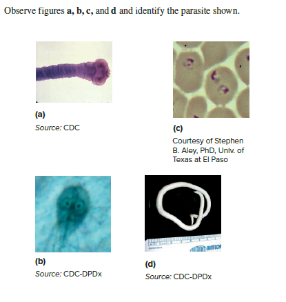 Observe figures a, b, c, and d and identify the parasite shown.
(a)
Source: CDC
(c)
Courtesy of Stephen
B. Aley, PhD, Unlv. of
Texas at El Paso
(b)
(d)
Source: CDC-DPDX
Source: CDC-DPDX
